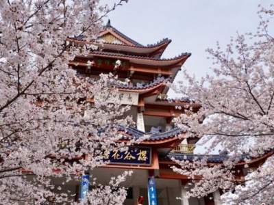 無(wú)錫黿頭渚櫻花進(jìn)入最佳觀(guān)賞期 游人赴“浪漫之約”