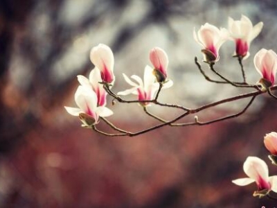 玉蘭花俏爭春 宛若雪降枝頭