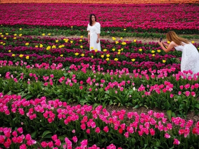 無(wú)人機航拍德國郁金香花海 呈現幾何線(xiàn)條之美